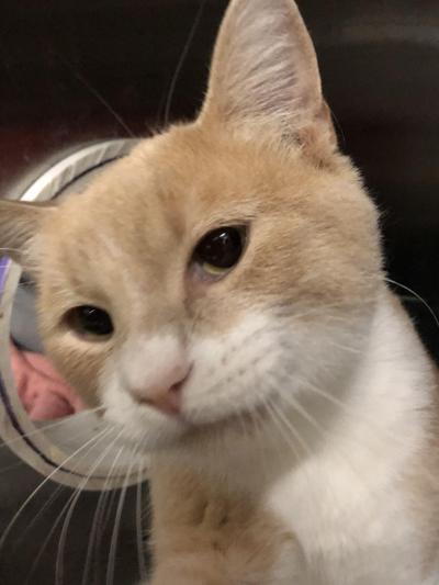 Pet of the week