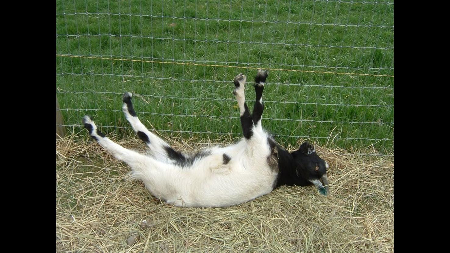 Fainting goats Reflecting on some odd animal reflexes