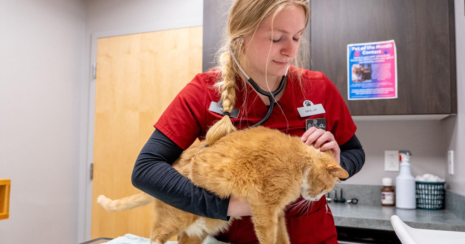 Shortage of veterinarians leaves north country pet lovers scrambling in an emergency - Vimarsana News
