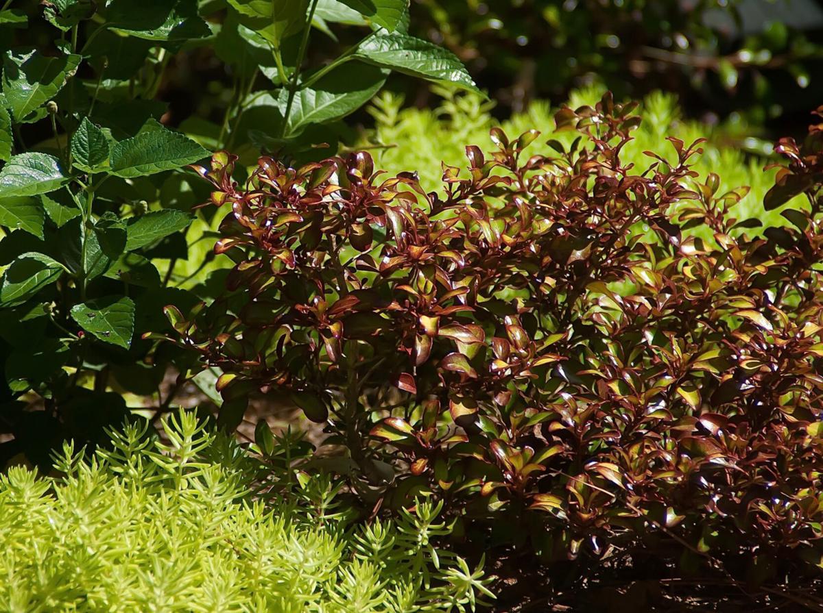 Lemon Coral Sedum Is Tough As Nails In The Sweltering Heat Home