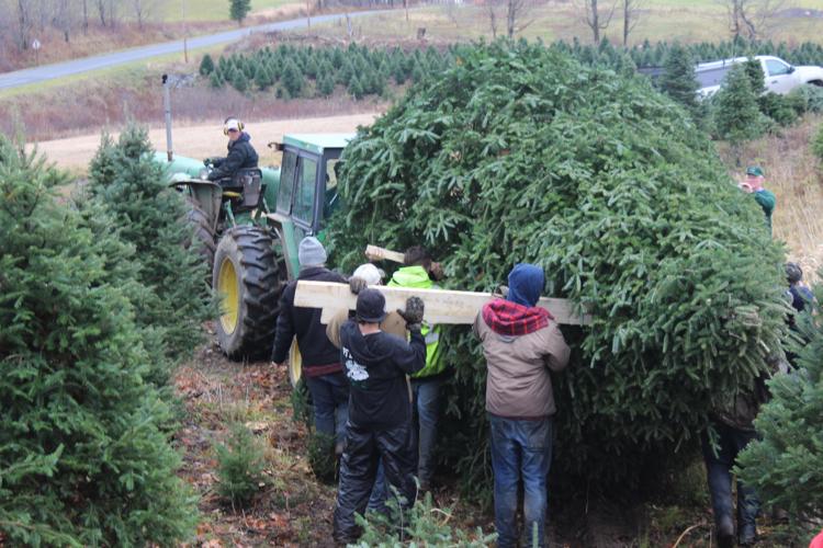 West Leyden tree headed to NYC News