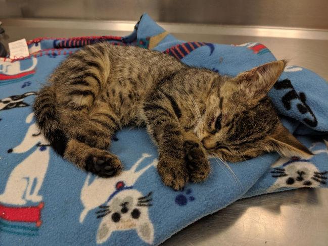 New York State Officially Bans Cat Declawing Top Stories