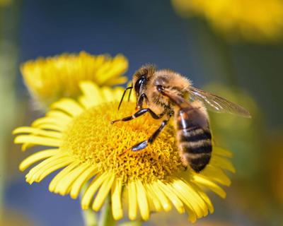 The Decline of Honeybees and Other Native Pollinators