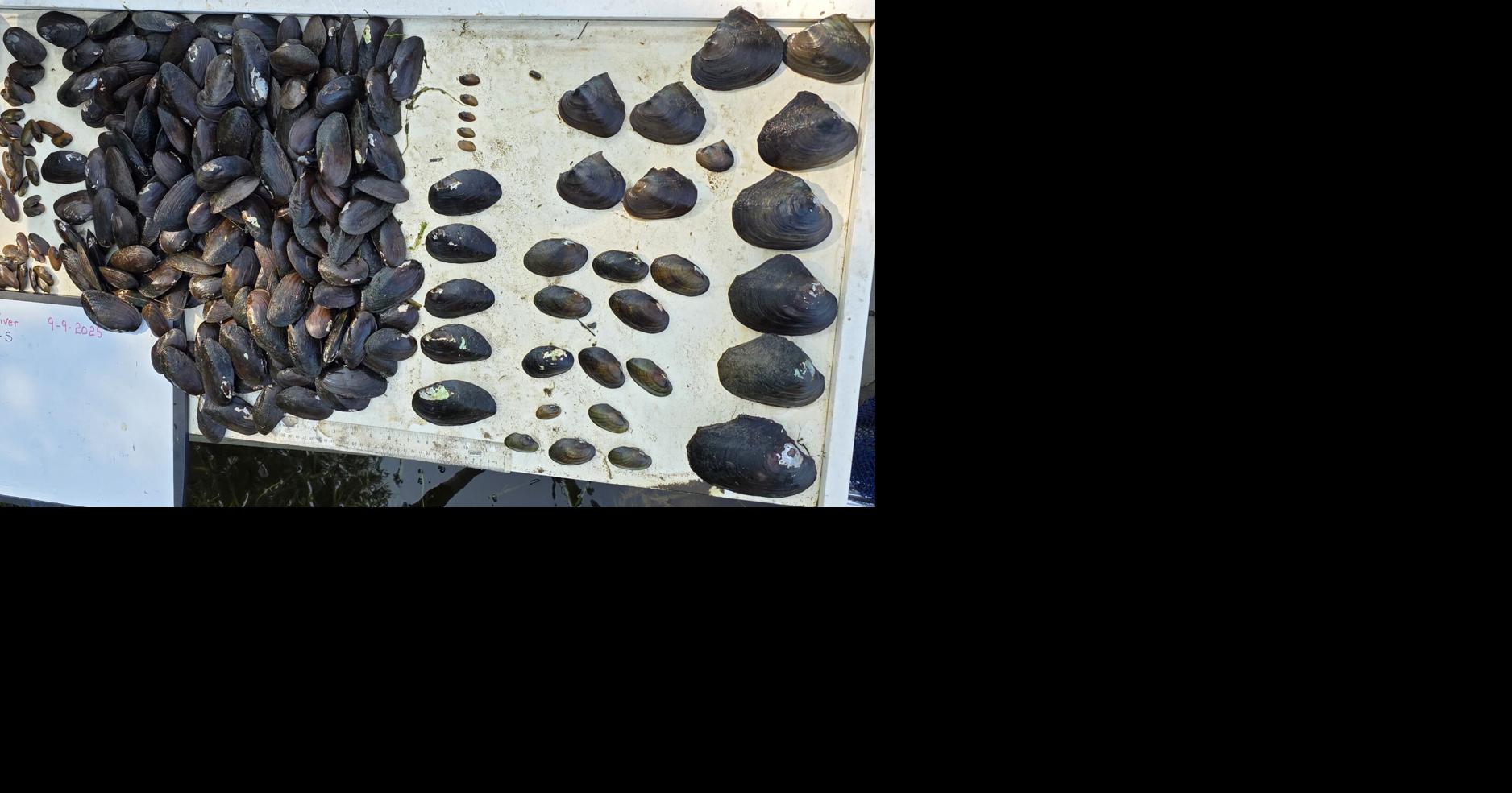 Freshwater mussel population restored in lower Grasse River