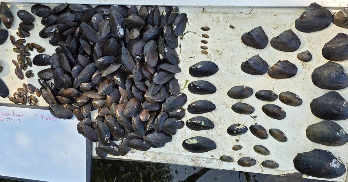 Freshwater mussel population restored in lower Grasse River