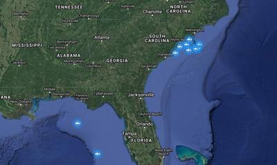 Cluster of sharks in one spot off Carolinas coast grows more intense