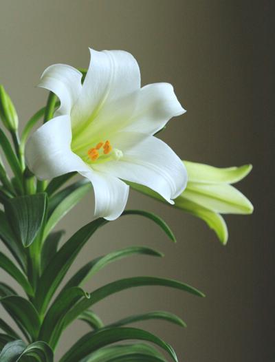 How to care for your Easter lily