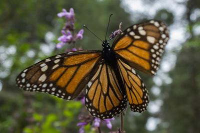 Monarch butterfly counts rise, but extinction concerns remain