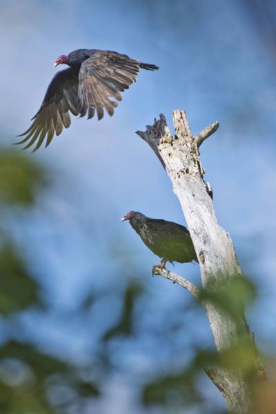 A pair of scavengers