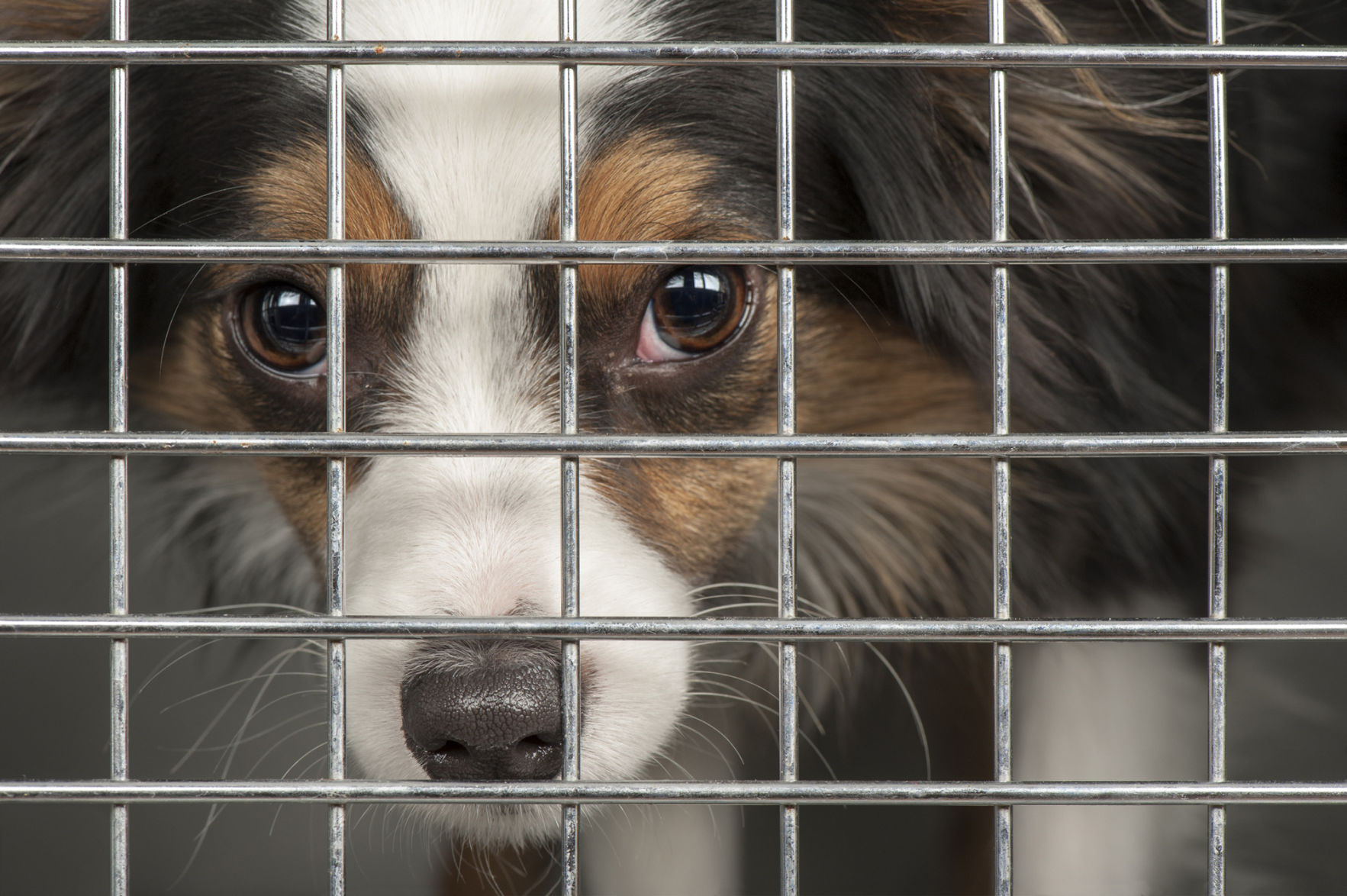 Dog hates cheap crate