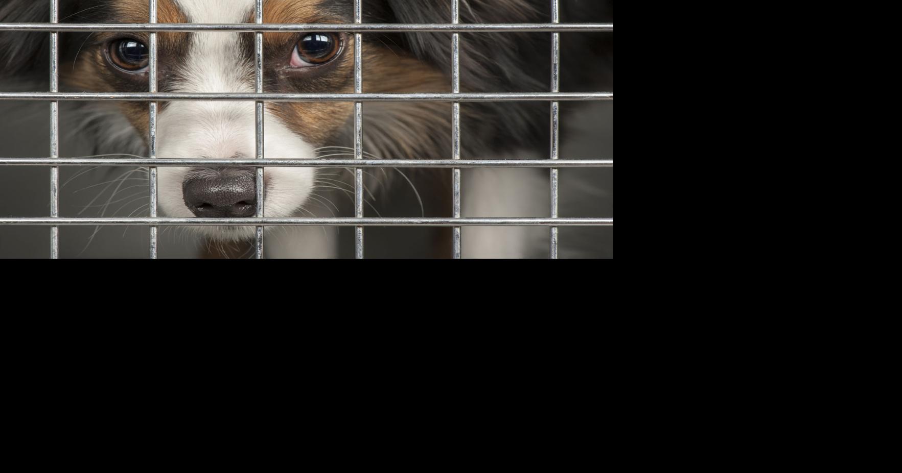 Dog hates crate, but trainer knows how to change that