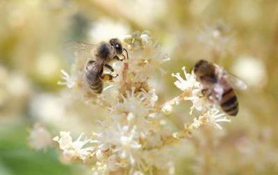 California’s newest addition to fish classification — the bumblebee