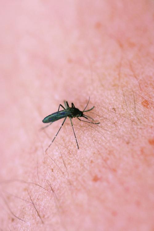 Three more mosquito samples test positive for the EEE virus in Oswego County