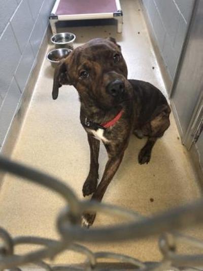 Pet of the week