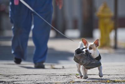 Tiny dog, big shoe