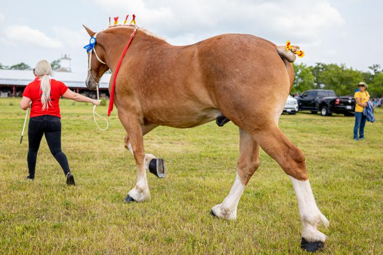 Drafters display their horsepower at Stone Mills Agricultural Museum