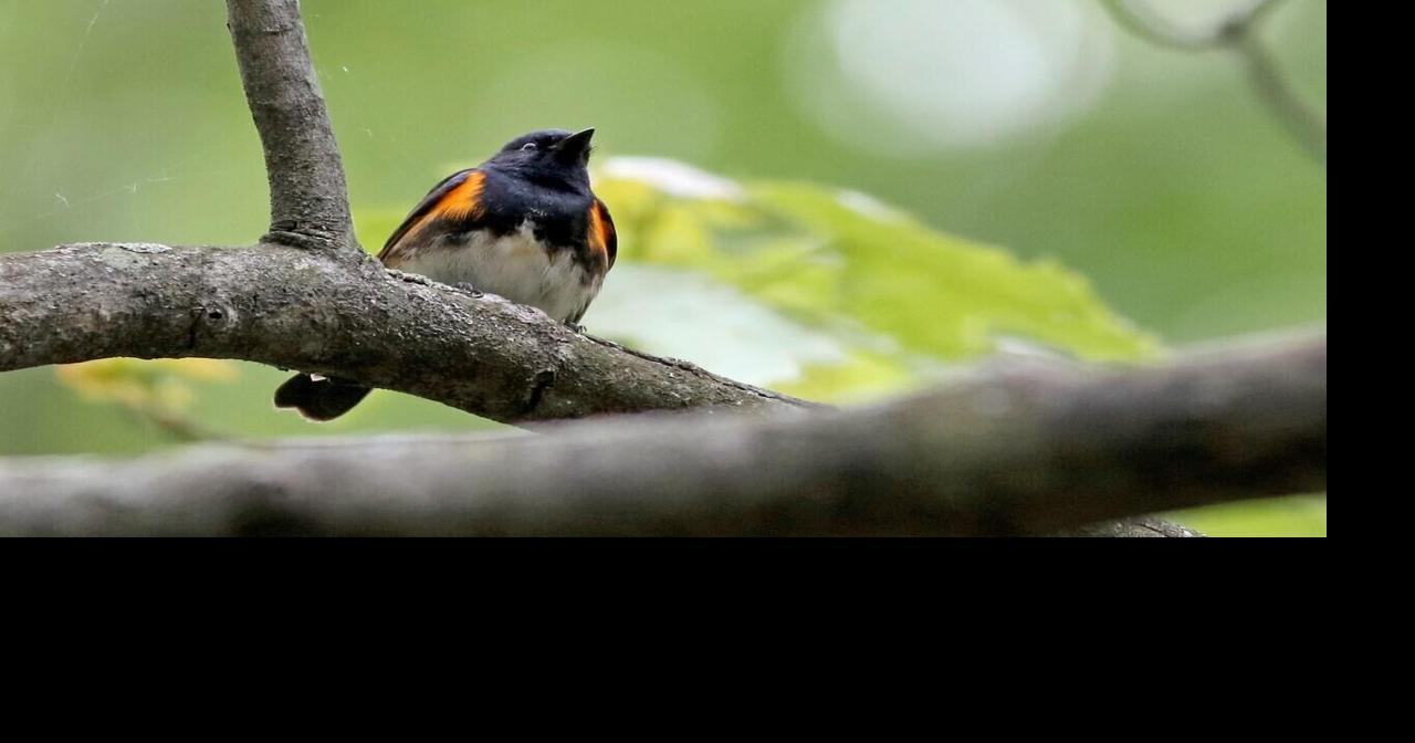Read More ⇒Could the insect apocalypse be fueling the decline in some migrating birds?