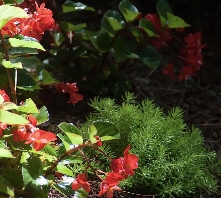 Lemon Coral Sedum Is Tough As Nails In The Sweltering Heat Home