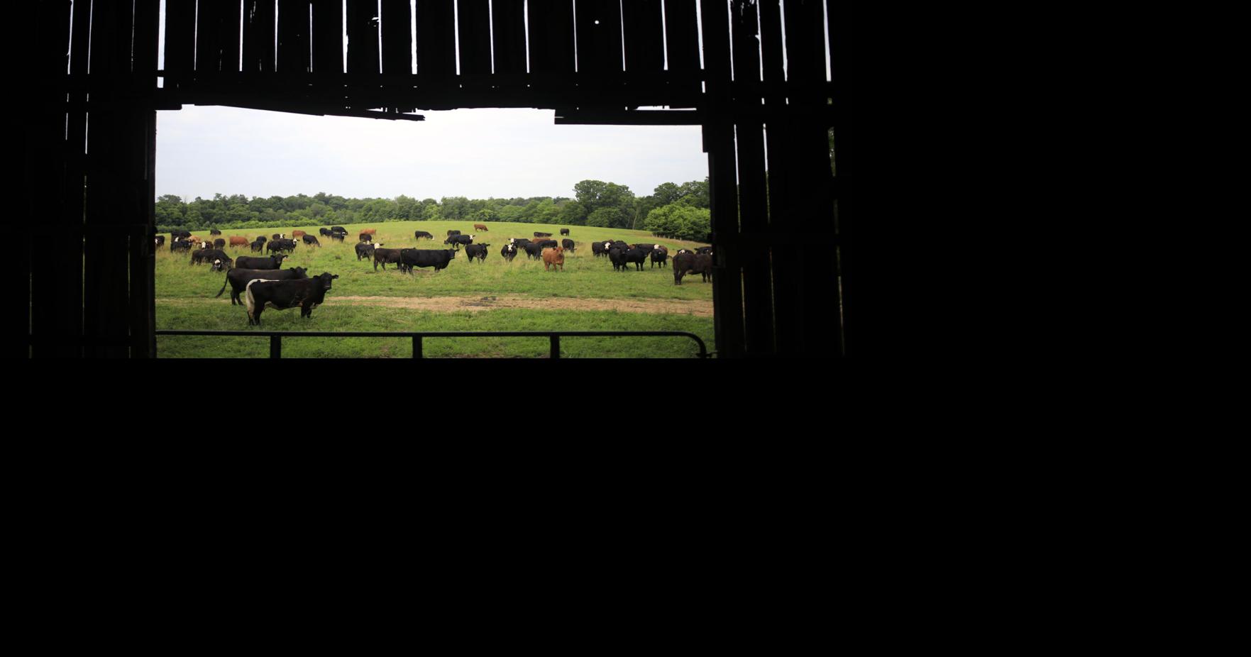 U.S. plans to open land for cattle ranching as beef prices soar By GERSON FREITAS JR. and ALICIA DIAZ Bloomberg Oct 23, 2025 21 mins ago