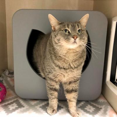 Pet of the week