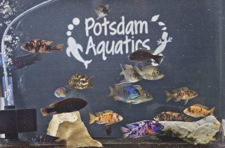 Potsdam couple wants to share their love of aquatic pets with new store Business