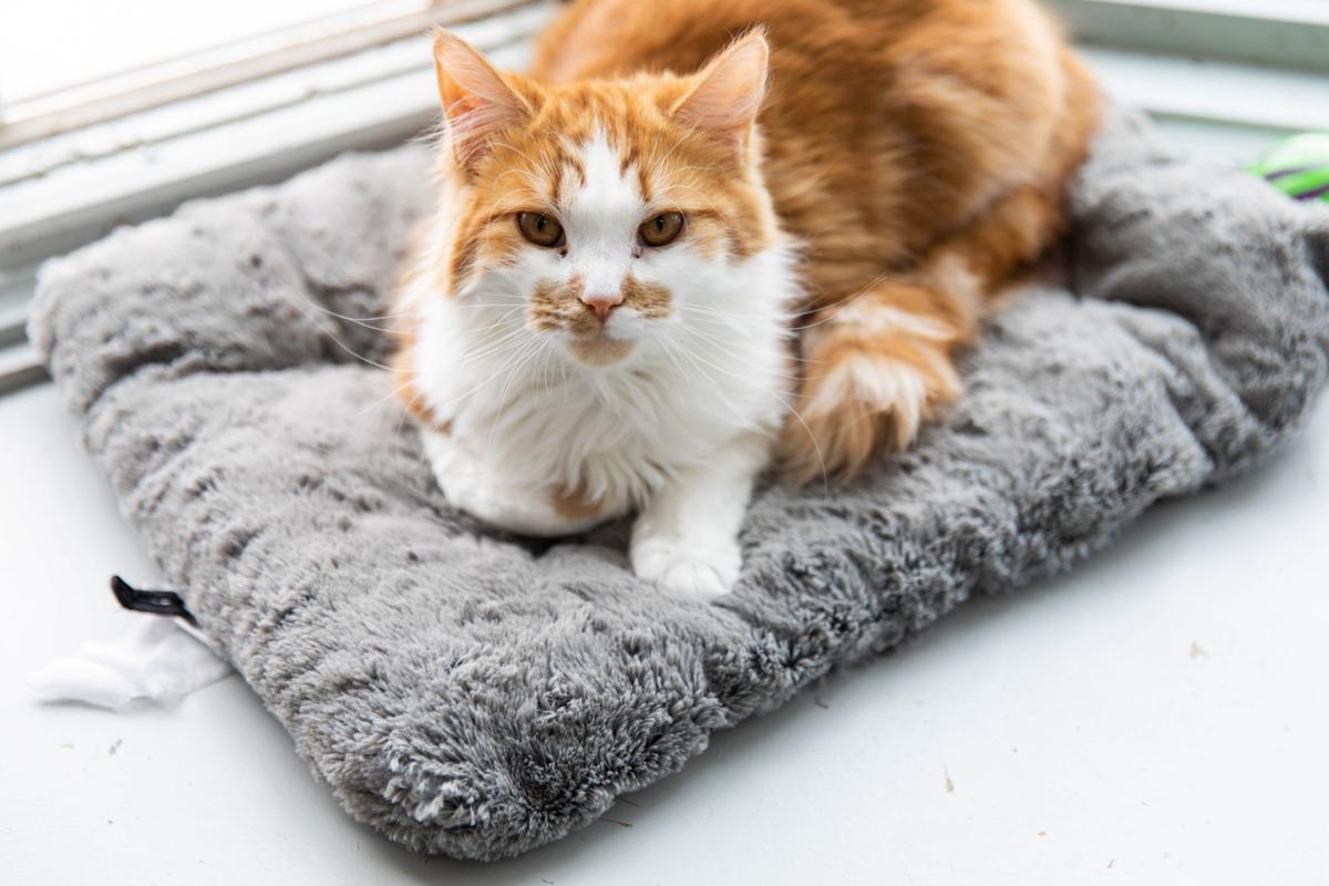 Lewis County Humane Society Team Helps Rescue Pets Find Forever