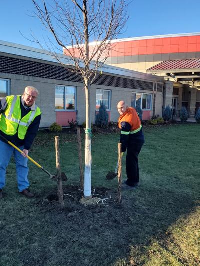 Arbor Committee, Alcoa plant trees at Massena High School