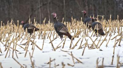 Turkeys trot in canton Farm field
