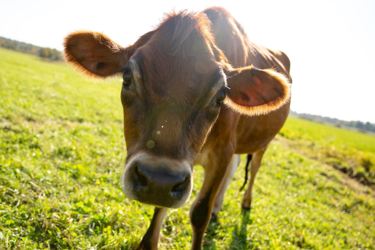 Guarding our food supply