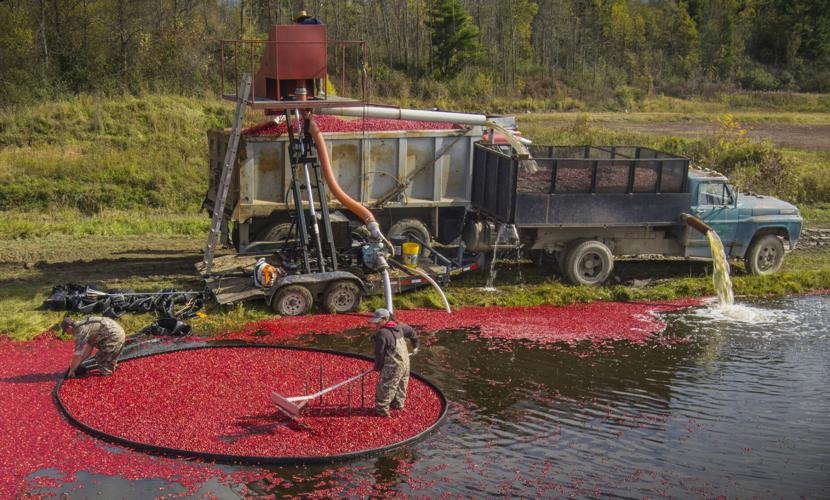 Cranberries harvested in Brasher Falls Business
