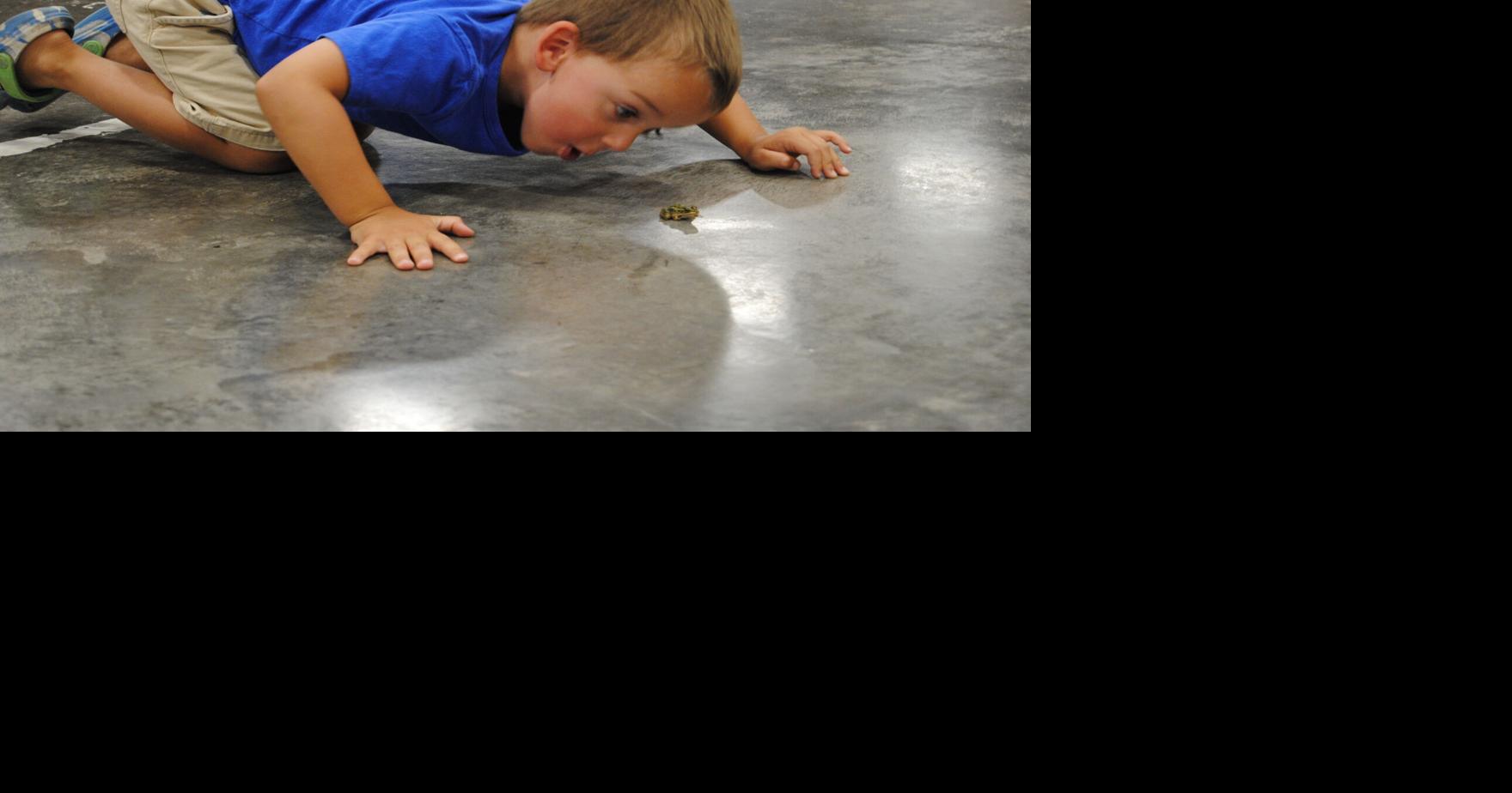 Massena Boss Frog jumping competition draws 22 competitors