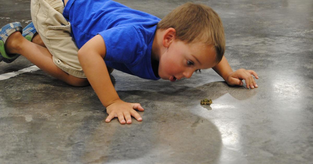 Massena Boss Frog jumping competition draws 22 competitors