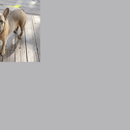 French bulldog that was taken in West Hollywood found in Philadelphia