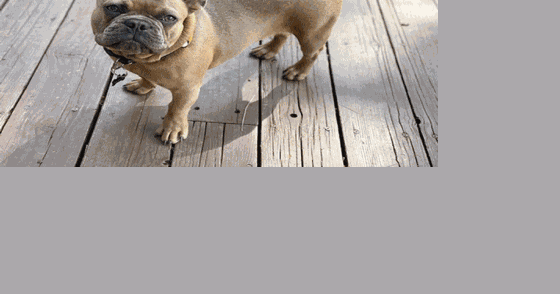 French bulldog that was taken in West Hollywood found in Philadelphia - Vimarsana News