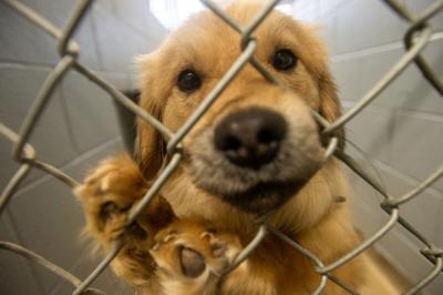 Wallpaper Shelters Helping Shelters Jefferson County Spca Takes In Dogs Desktop Wallpaper