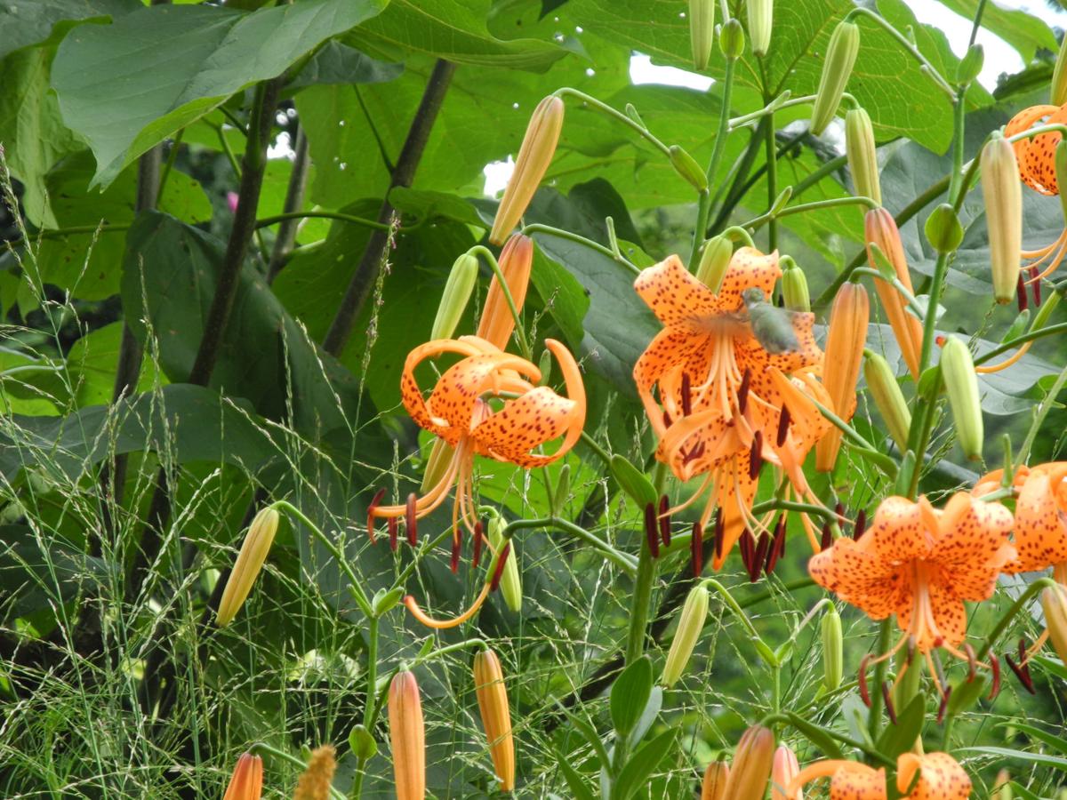 Pleasure garden lilys Lilys Pleasure