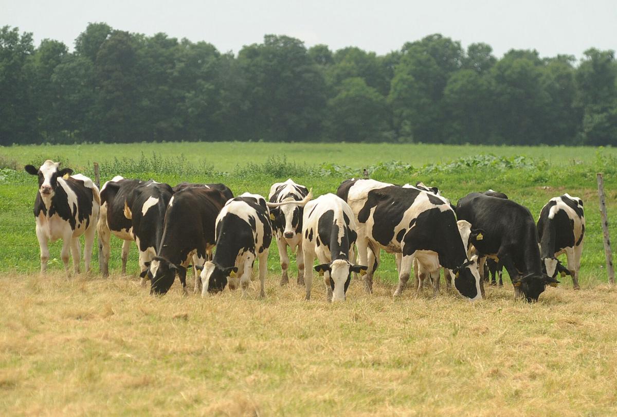 No Farm Untouched By Pandemic Survey Finds Business Nny360 Com