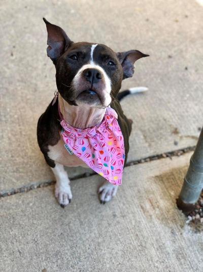 Pet of the week