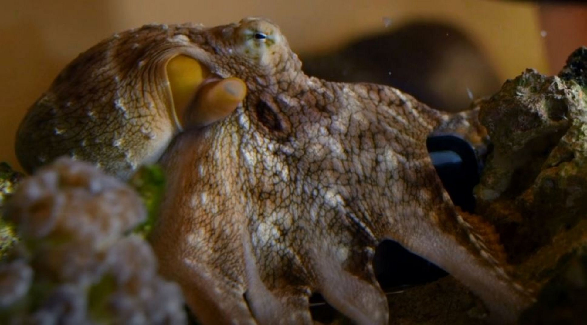 octopus android app crash