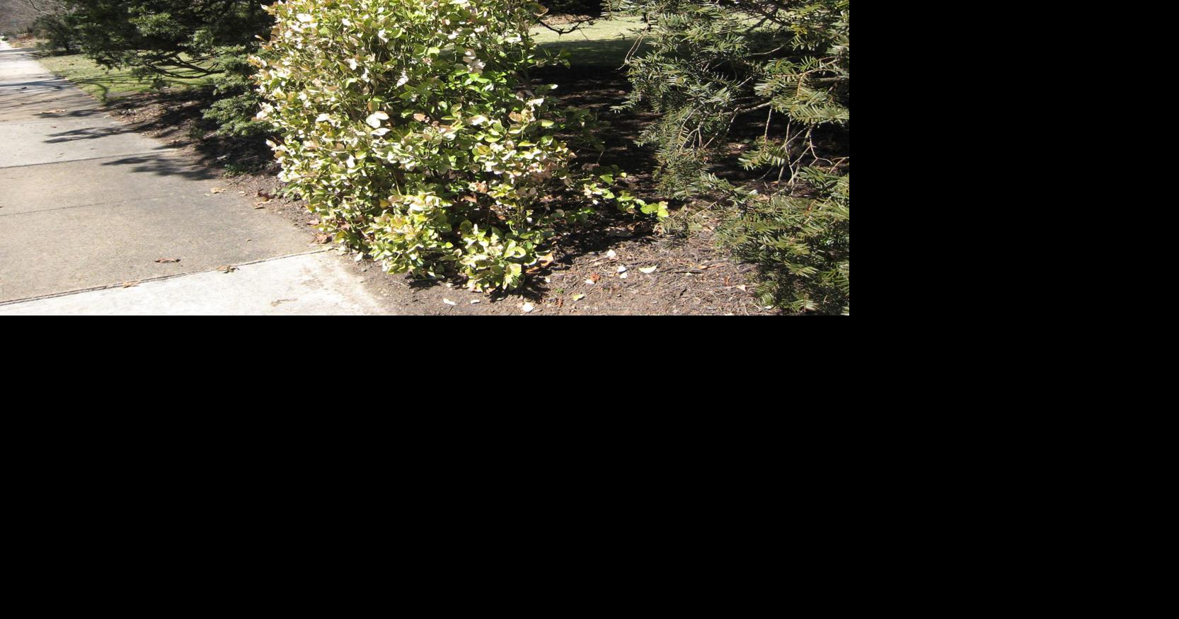 What you can do to minimize salt injury to trees and shrubs | | nny360.com
