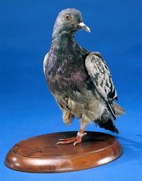 Handler of pigeon credited with saving ‘Lost Battalion’ was from Ogdensburg