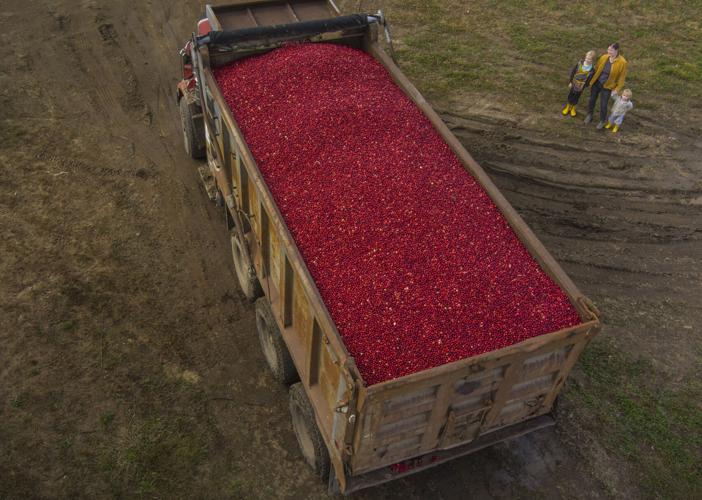 Cranberries harvested in Brasher Falls Business