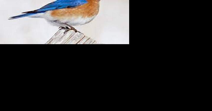 Bluebird program June 1 at Constable Hall - Vimarsana News