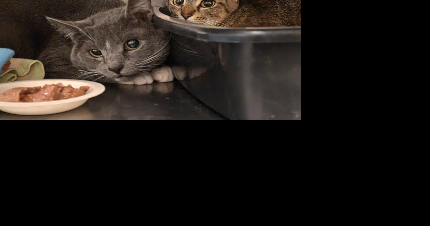Rescued cats from one home straining volunteer foster group | Top ...
