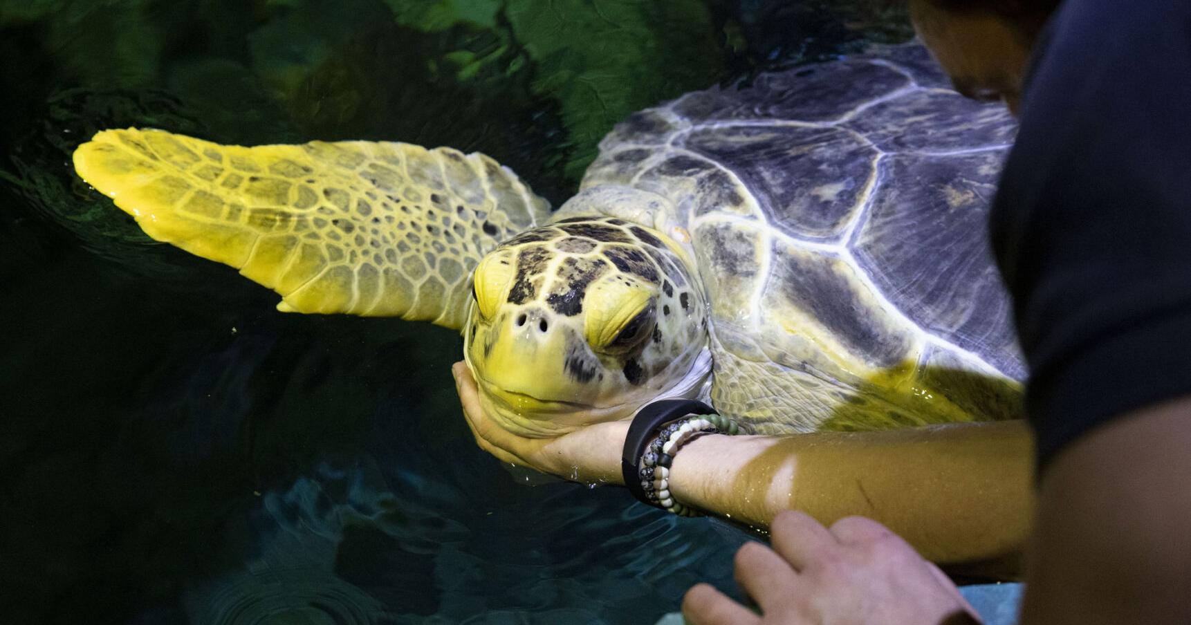 A Turtle's tale: Nickel, endangered green sea turtle, marks 20th year at Chicago aquarium | Travel - Vimarsana News