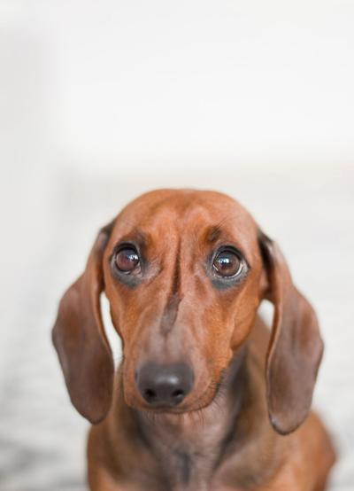 Dog owner discovers NNY’s vet shortage