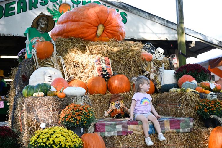 Gourd almighty! Florida’s pumpkin king again squashes the competition