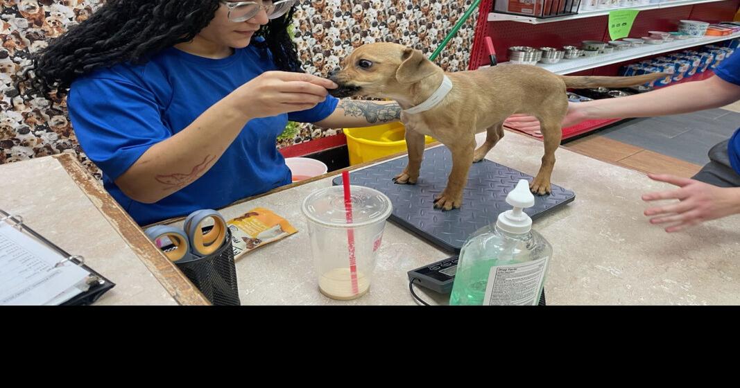 State law could close Salmon Run Mall pet store | Business