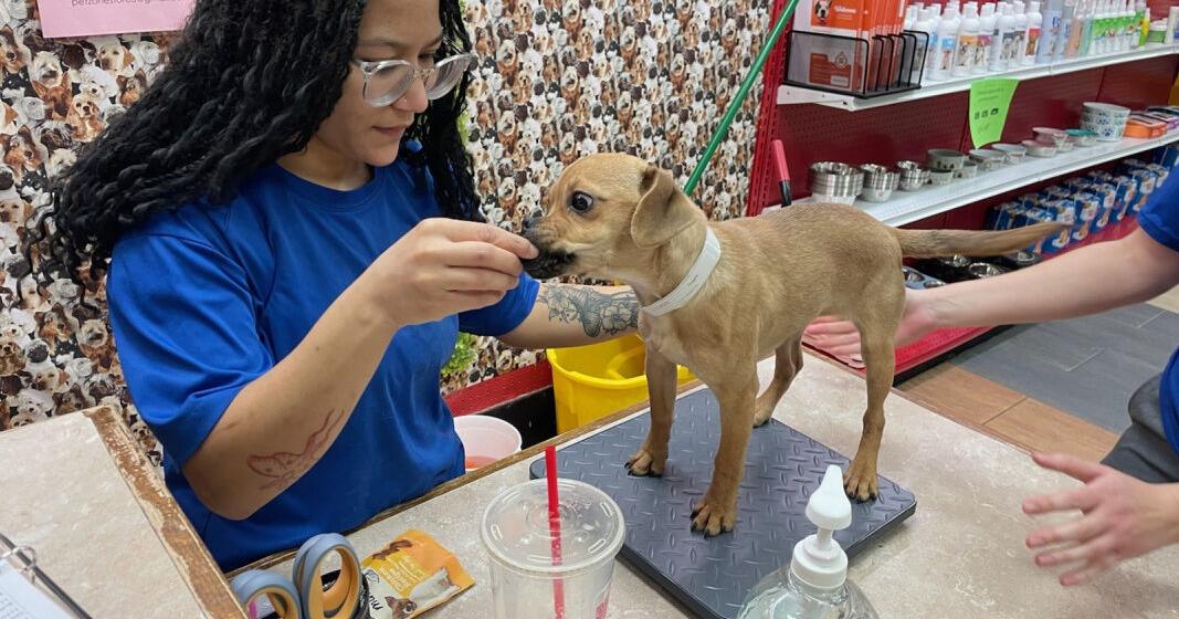 State law could close Salmon Run Mall pet store | Business State law could close Salmon Run Mall pet store | Business