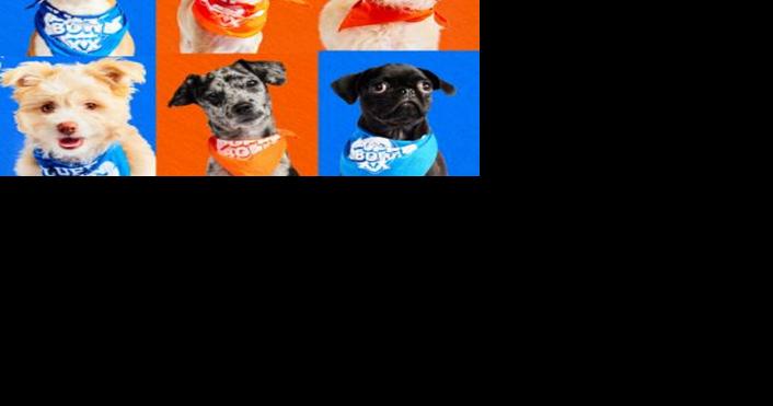 Puppy Bowl celebrates 20 years of ruff and fluff ahead of Sunday's NFL game | Kidscontent - Vimarsana News